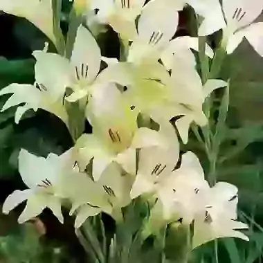 Covillii Albus